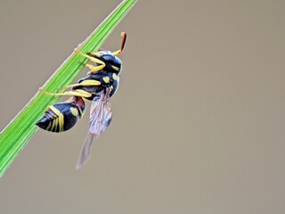 Insect portrait: A cone wasp (Ichneumonidae) resting on a plant stem. Sharp detail showing its...