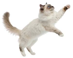 Playful birman cat leaps gracefully, showcasing its beautiful fur and striking blue eyes in lively moment of joy