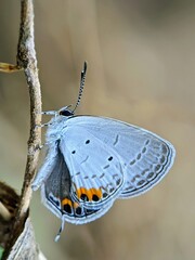 Macro Photography of a Blue Butterfly (Lycaenidae): Uniquely Patterned Wings on a Dry Branch