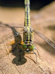 Stock Photo: Top View of Dragonfly (Odonata) with Transparent Wings on Natural Background