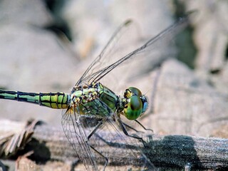 Close-up of Green Sambar Dragonfly (Orthetrum sabina) with Bokeh Background