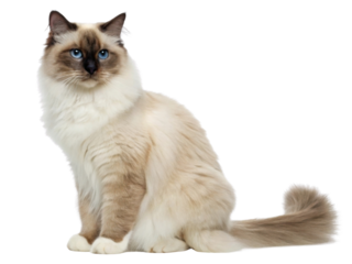 Beautiful birman cat with striking blue eyes sits gracefully, showcasing its elegant fur and playful demeanor