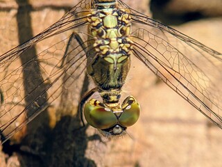 Macro Photography of Dragonflies (Odonata): Detailed Wing Patterns and Unique Eyes
