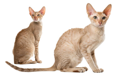 Playful Cornish Rex cat showcases its unique curly fur and elegant posture, embodying charm and curiosity in every glance