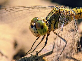 Macro Photography of Dragonflies (Odonata): Side View of Unique Face and Eyes © Nyutikno