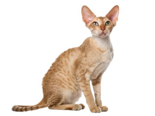 Beautiful Cornish Rex cat sits gracefully, showcasing its unique curly coat and large ears, embodying elegance and charm