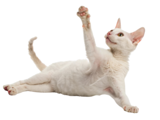 Playful Cornish Rex cat stretches its paw in charming pose, showcasing its unique features and lively spirit