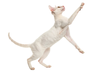 Playful Cornish Rex cat leaps gracefully, showcasing its unique features and energetic spirit in lively pose