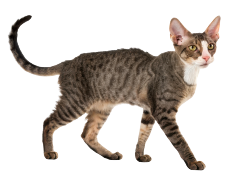 Playful Cornish Rex cat walks gracefully, showcasing its unique coat and elegant posture. This breed is known for its affectionate nature