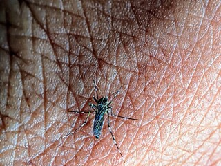 Macro Mosquitoes (Culicidae) Perch on the Skin, Dangerous Pests that Carry Disease