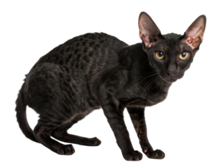 Sleek and elegant Cornish Rex cat with striking features and playful demeanor captivates with its unique charm and personality