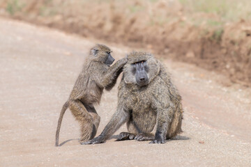 Two Baboons, in the Serengeti, Tanzania, Africa. One is grooming the other © parkerspics