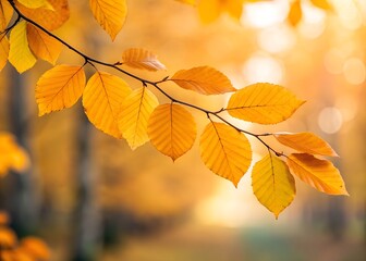 Obraz premium Golden Autumn Leaves on Branch Sunlight Backlit