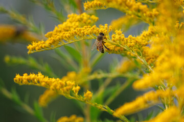Close-up of a bee collecting nectar from a Solidago canadensis blossom on a sunny summer day.  © Mariia