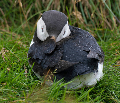 frailecillo, puffin con plumas mojadas por la lluvia