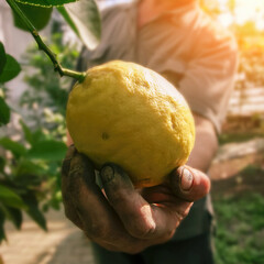 Lemon harvest in a sunny garden showcasing the joy of picking fresh fruit in the late afternoon light