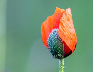 Close-up of an orange poppy bud