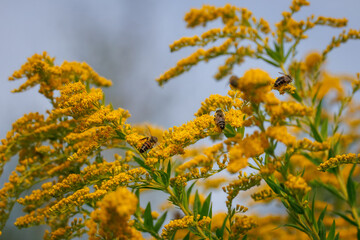 Bees gather on a Solidago canadensis blossom on a sunny summer day. Bees collect nectar from a blooming Solidago canadensis on a sunny summer day.