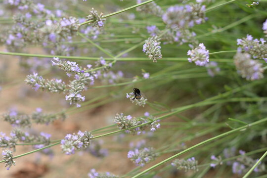 A close-up of a fuzzy bumblebee collecting nectar from the delicate purple blossoms of a lavender plant in a garden - Powered by Adobe