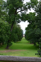 Looking down a long, grand park alley lined with majestic trees that leads the eye to an elegant chateau in the far distance
