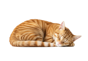 A tranquil ginger tabby cat with orange stripes, curled in deep slumber, on a white studio background with copy space, concept of peaceful domestic pet life