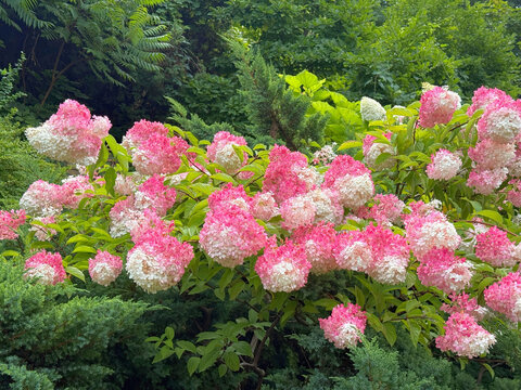 Blooming hydrangea paniculata pink white blossom
