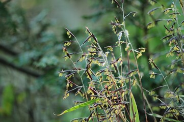 Sasa borealis, called Jorindae in Korea, is a small evergreen bamboo shrub growing 1–2 meters tall. It forms dense colonies on slopes and is used for ground cover and landscaping.