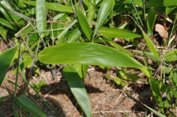 Sasa borealis, called Jorindae in Korea, is a small evergreen bamboo shrub growing 1–2 meters tall. It forms dense colonies on slopes and is used for ground cover and landscaping.