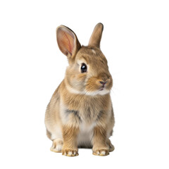 Fototapeta premium A small young domestic rabbit with soft light brown fur, glossy black eyes, and perked ears sits calmly on a pristine transparent background with copy space, soft studio lighting. Concept of cuteness