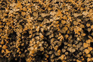 An ivy covered garden wall with an autumn orange glow