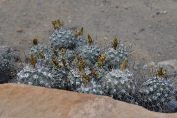 A small cluster of globular cacti with faded yellow flower buds on top, growing in a sandy, arid environment