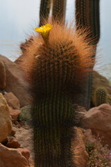 A single, bright yellow flower blooms atop a tall columnar cactus that is covered in a dense coat of reddish-orange spines