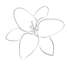 One continuous single drawing line art flat doodle flower, lily, nature, blossom, plant, white, leaf, flora. Isolated image hand draw contour on a white background, hand drawn, not AI