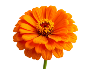 Single Orange Zinnia Blossom Angled from the Side with Curved Stem, Natural Elegance, isolated PNG