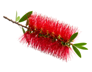 Bottlebrush Blossom Curved on Branch with Green Leaves, Side Angle, Soft Glow, isolated PNG