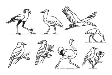 Elegant bird sketches: diverse species and unique poses on display
