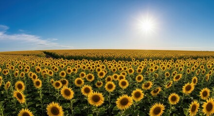 Naklejka premium Vast Field Of Bright Yellow Sunflowers Under A Clear Blue Sunny Sky