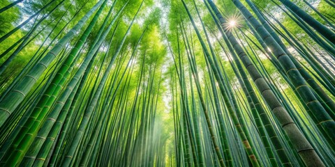 Fototapeta premium A Serene Path Through a Lush Bamboo Forest Bathed in Sunlight, Creating a Tranquil and Peaceful Atmosphere