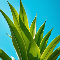 Obraz premium Lush Green Leaves Against Blue Sky: A vibrant close-up of long, verdant leaves flourishing, brilliantly juxtaposed against a clear, azure backdrop, capturing nature's beauty.