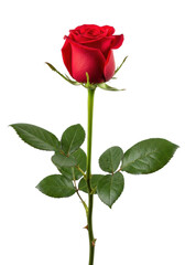 Pristine, vibrant deep red rose bud with lush dark green leaves and a thorny stem on a seamless transparent background with copy space, soft lighting, concept of love and timeless beauty