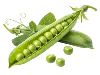 Vibrant Green Pea Pod Open Revealing Fresh Peas with Tender Leaves and Tendrils Against a white  Background A Detailed Closeup of Garden Freshness, png file 