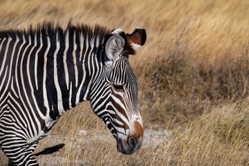 Grevy's Zebra walking in the Savannah at the Samburu national park in Kenya