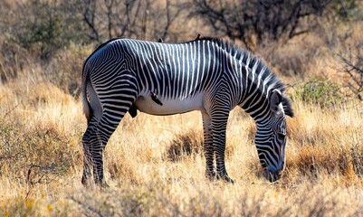 Grevy's Zebra walking in the Savannah at the Samburu national park in Kenya