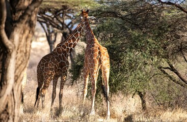 Giraffe near Acacia tree in the Savannah of the Samburu national park in Kenya