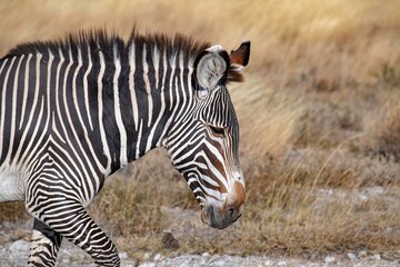 Grevy's Zebra walking in the Savannah at the Samburu national park in Kenya