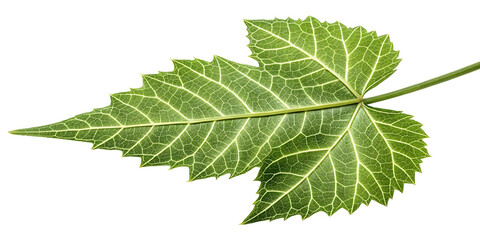 Fototapeta premium Detailed Closeup of a Single Green Leaf Segment with Visible Veins and Serrate, Showing Intricate Leaf Structure and Texture,png file 