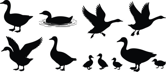 Duck silhouette collection, flying ducks, swimming ducks, duck family, black vector birds, wildlife illustration, farm animal graphic, minimal design