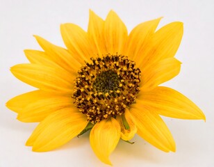 Close-up of a single sunflower, vibrant yellow petals surrounding a dark brown disc center