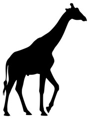 Obraz premium Silhouette of a Giraffe