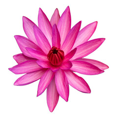 A pink lotus flower and a water lily bloom with beautiful flora in a pond